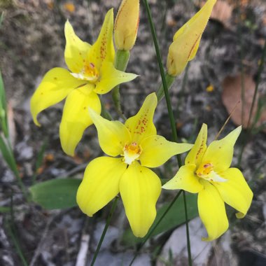 Caladenia flava