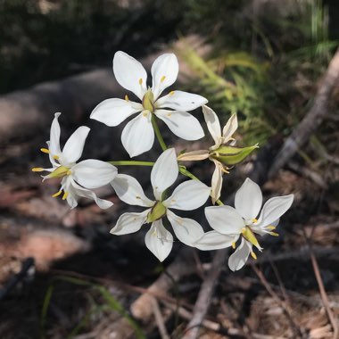 Burchardia congesta