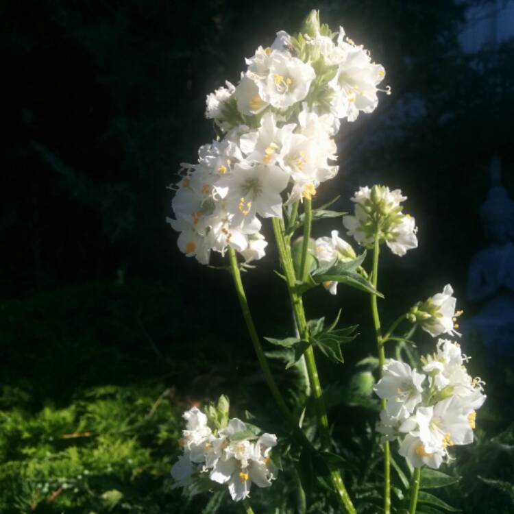 Plant image Polemonium Carneum