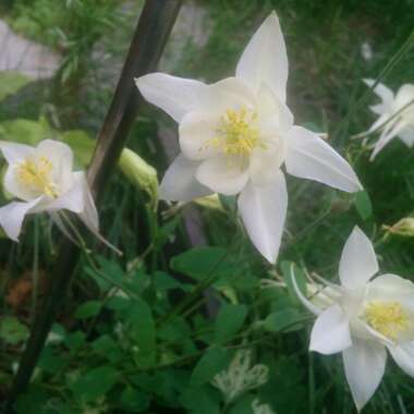 Columbine