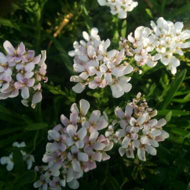 Perennial Candytuft 'Masterpiece'