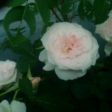 Rose 'Morden Blush'