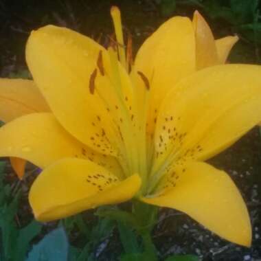 Lily (Asiatic)