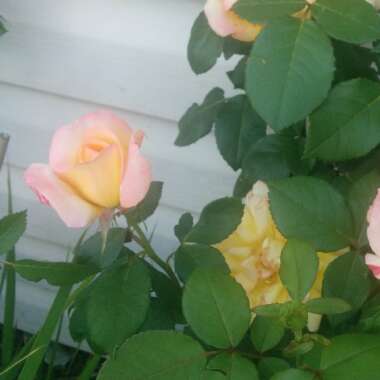 Rose 'Peace' (Hybrid Tea)