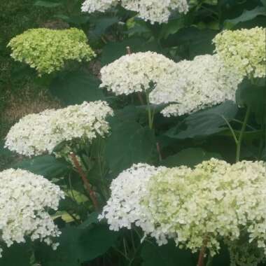 Hydrangea 'Annabelle'