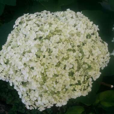 Hydrangea 'Annabelle'