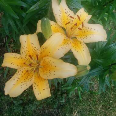 Lily (Asiatic)