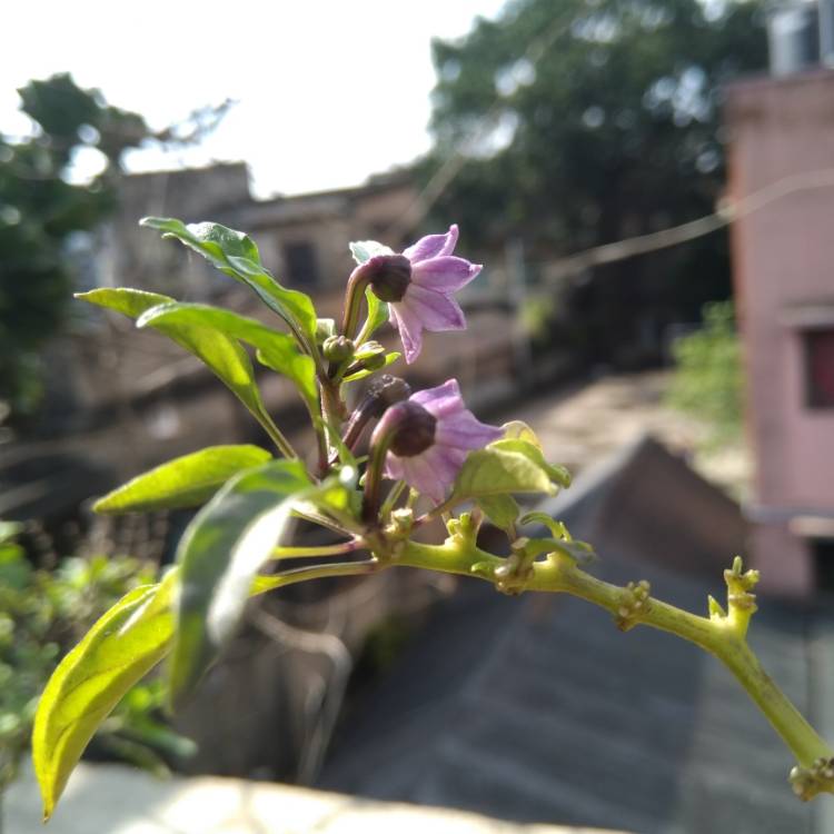 Plant image Capsicum Annuum 'Piquin'