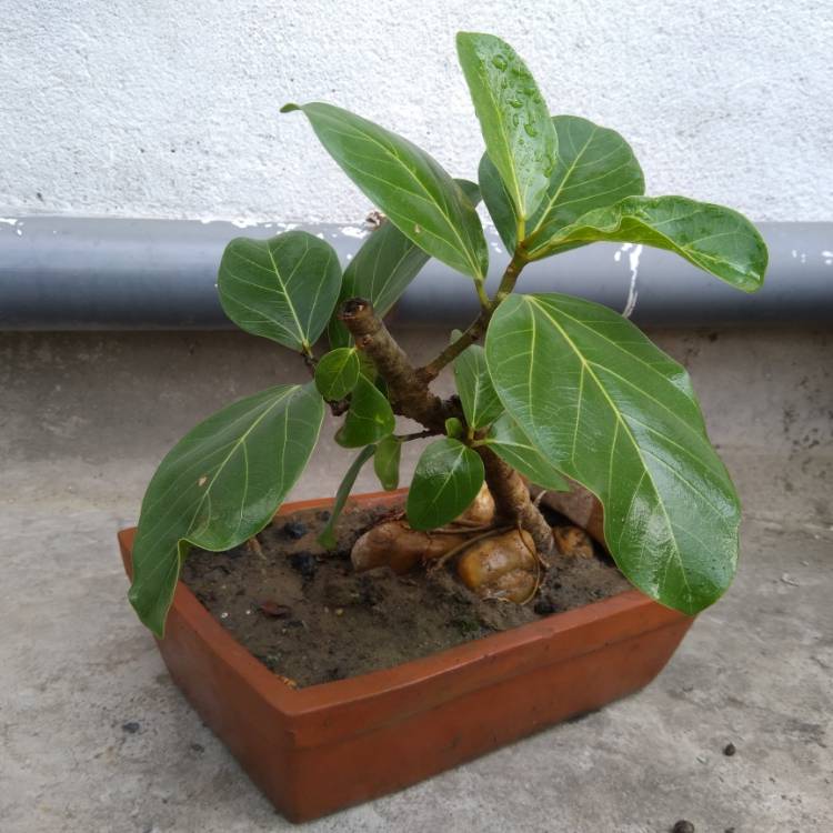 Plant image Ficus benghalensis