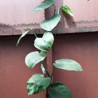 Pilea peperomioides