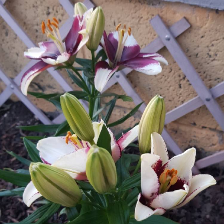 Plant image Rhodohypoxis baurii 'Lily Jean'