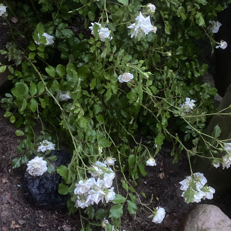 Plant image Rondeletia  Leucophylla