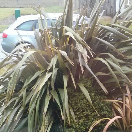 New Zealand Flax 'Platts Black'