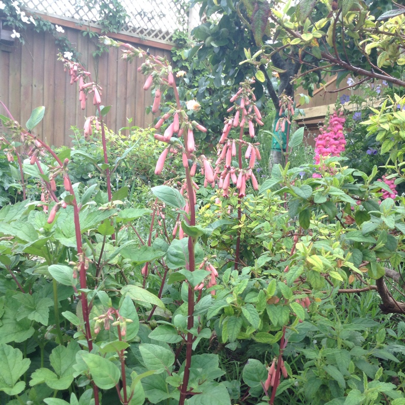 Cape Fuchsia 'African Queen'