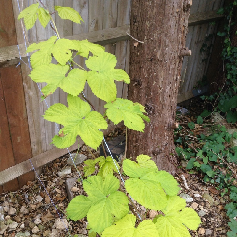 Hop 'Golden Tassels'