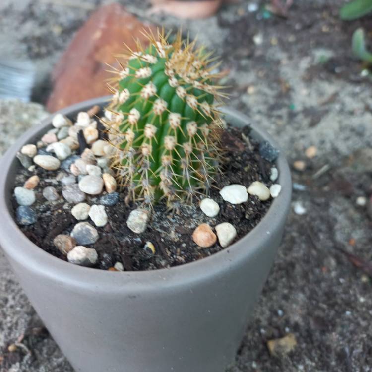 Plant image Echinopsis ancistrophora