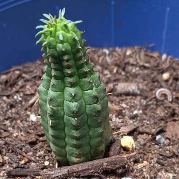 Euphorbia mammillaris 'Variegata'