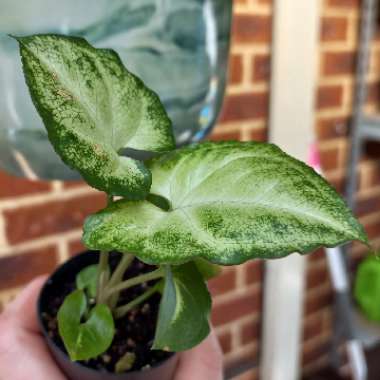 Syngonium podophyllum