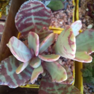 Kalanchoe Humilis