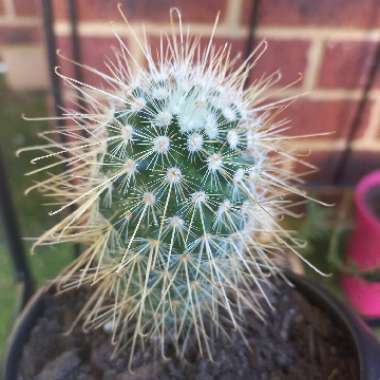 Mammillaria magnifica