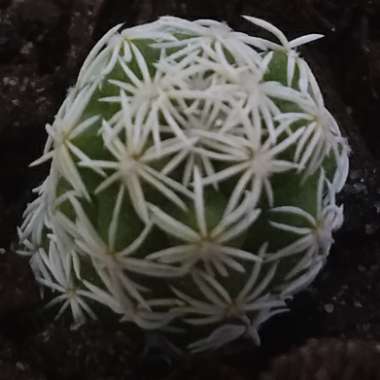 Mammillaria vetula 'Fragilis' syn. Mammillaria gracilis var. fragilis, Mammillaria fragilis