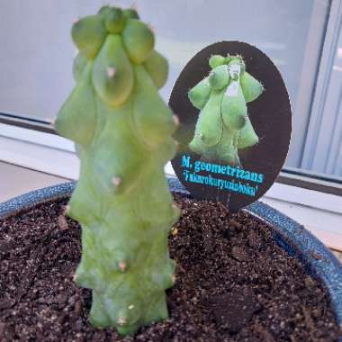 Myrtillocactus geometrizans 'Fukurokuryuzinboku'