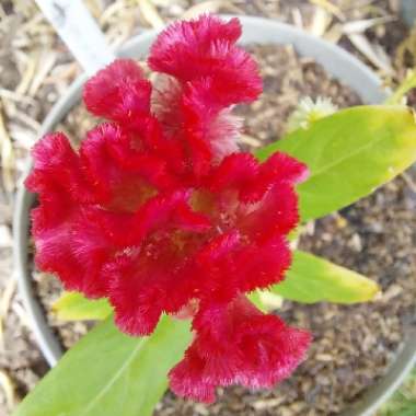 Celosia Cristata