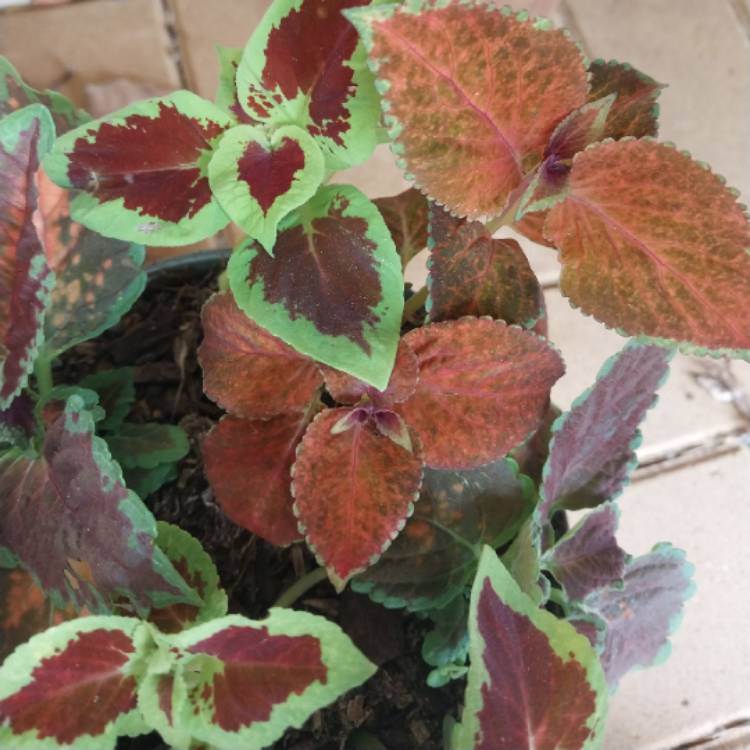 Plant image Solenostemon scutellarioides 'Pas2028' (Wizard Series) syn. Solenostemon scutellarioides 'Wizard Scarlet'