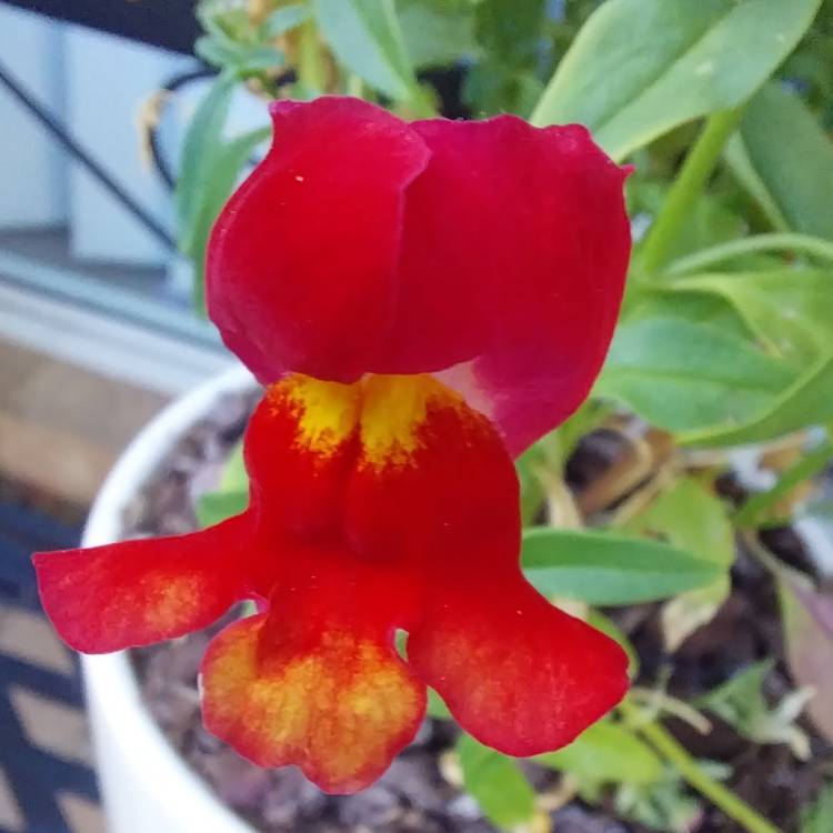 Plant image Antirrhinum majus 'Rembrandt'