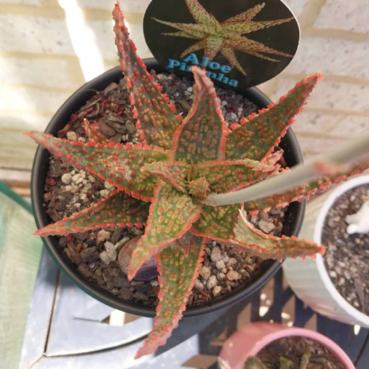 Plant image Aloe 'Piranha'