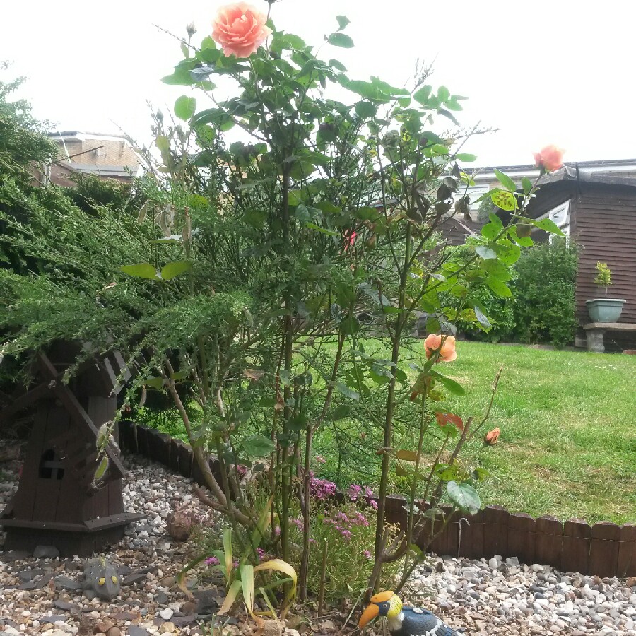 Rose (Hybrid Tea)