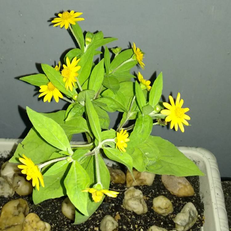 Plant image Melampodium divaricatum