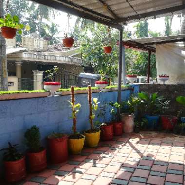 sunil's garden