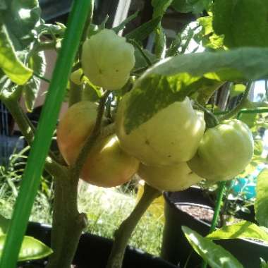 Tomato 'German Johnson' (Beefsteak Tomato)