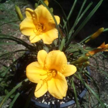 Daylily 'Stella De Oro'