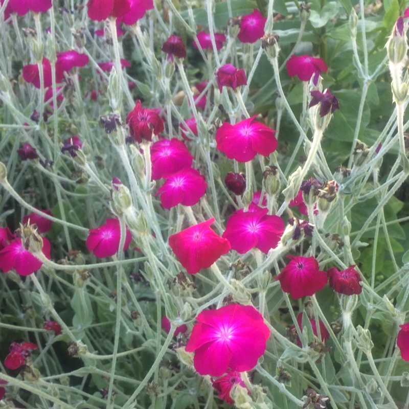 Rose Campion 'Gardeners World'