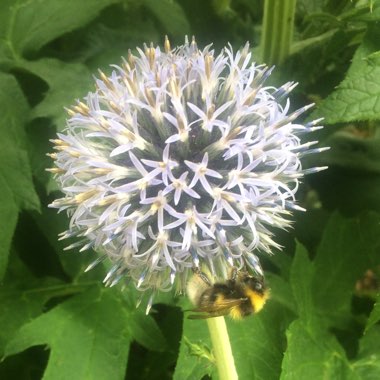 Globe Thistle 'Taplow Blue'