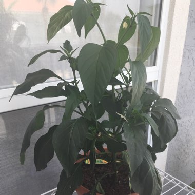 Chilli Pepper 'Jalapeno'