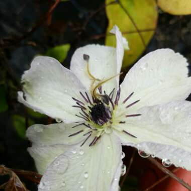 Clematis 'Miss Bateman'