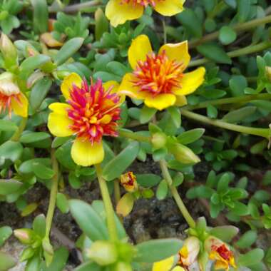 Portulaca oleracea 'Sun Jewels'