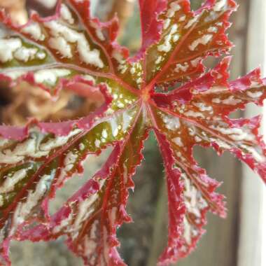 Begonia 'Gryphon'