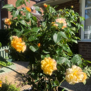 Rose 'Sunny Sky' (Hybrid Tea)