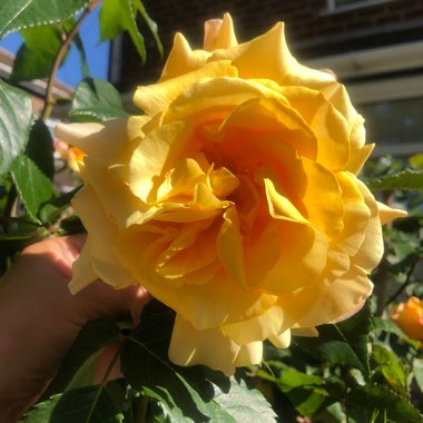 Rose 'Sunny Sky' (Hybrid Tea)