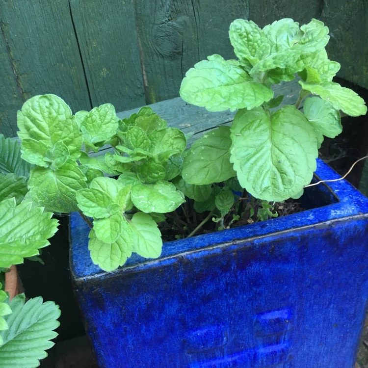 Plant image Mentha x piperita f. citrata 'Grapefruit'