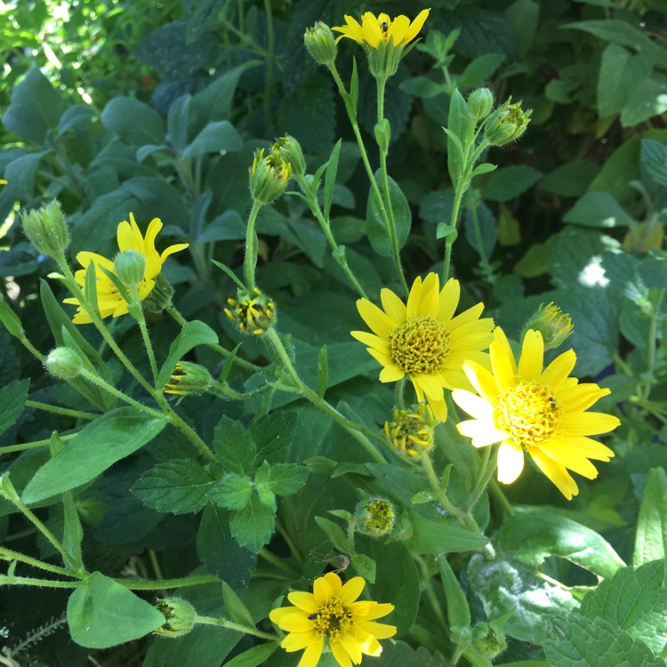 Plant image Arnica