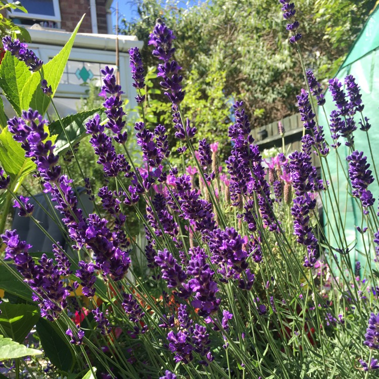 Plant image Lavandula 'Felicia'