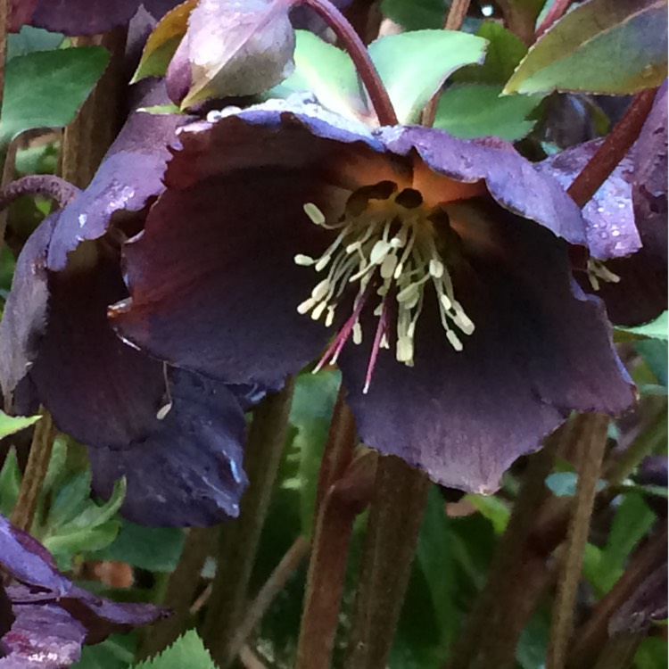 Plant image Helleborus x hybridus 'Red Lady' (Lady Series)