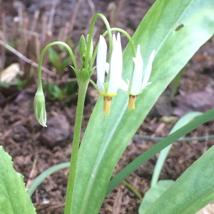 Plant image Dodecatheon meadia syn. Dodecatheon pauciflorum