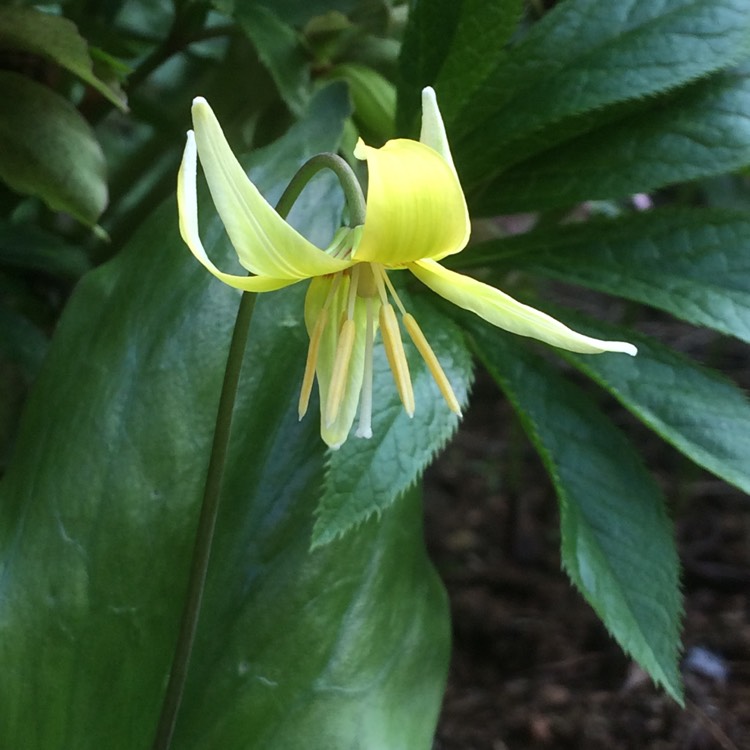 Plant image Erythronium 'Citronella'