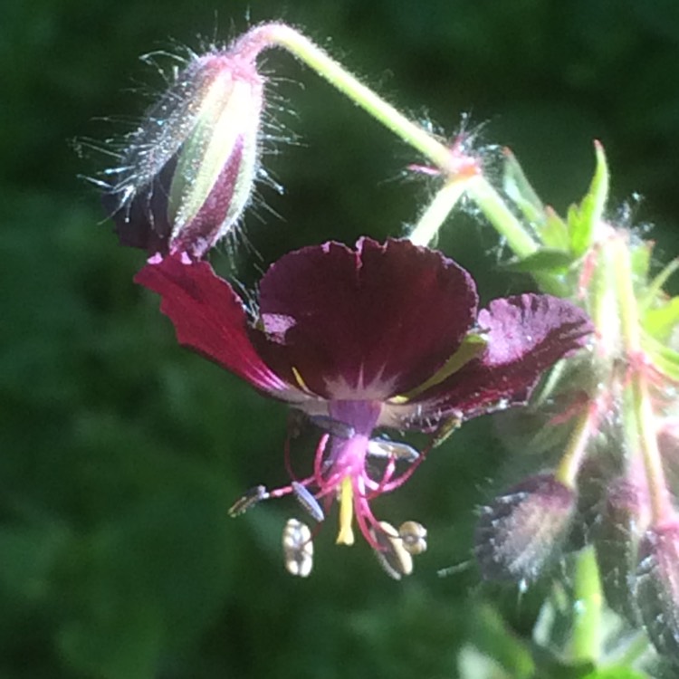 Plant image Geranium phaeum